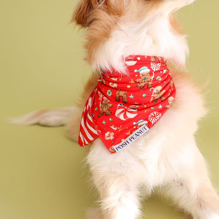 Candy Cane Lane Dog Bandana