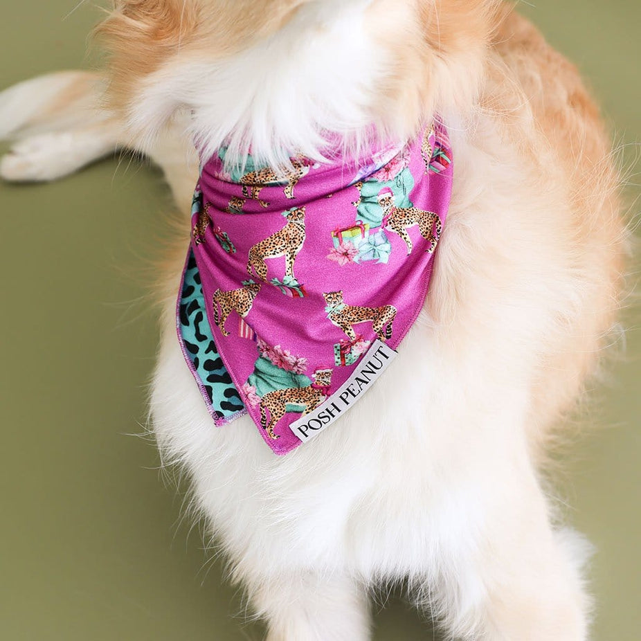 dog sitting down wearing Leopard Dog Bandana | Keana