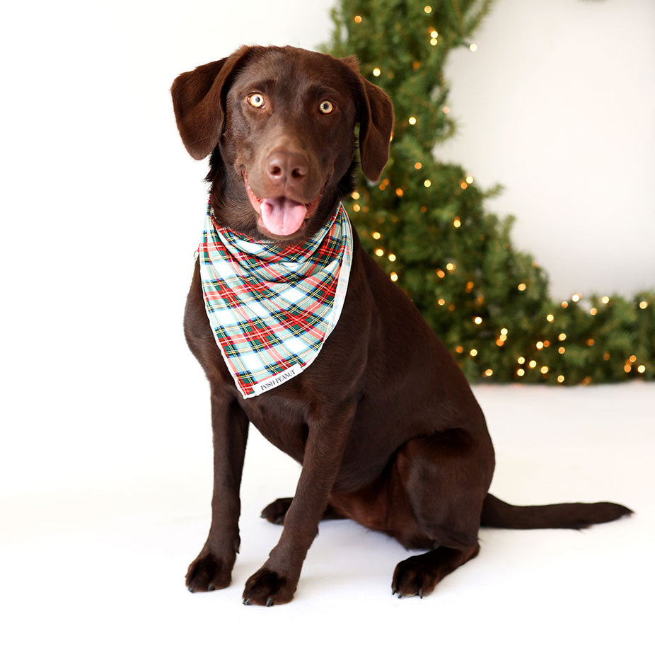 Marqui Dog Bandana