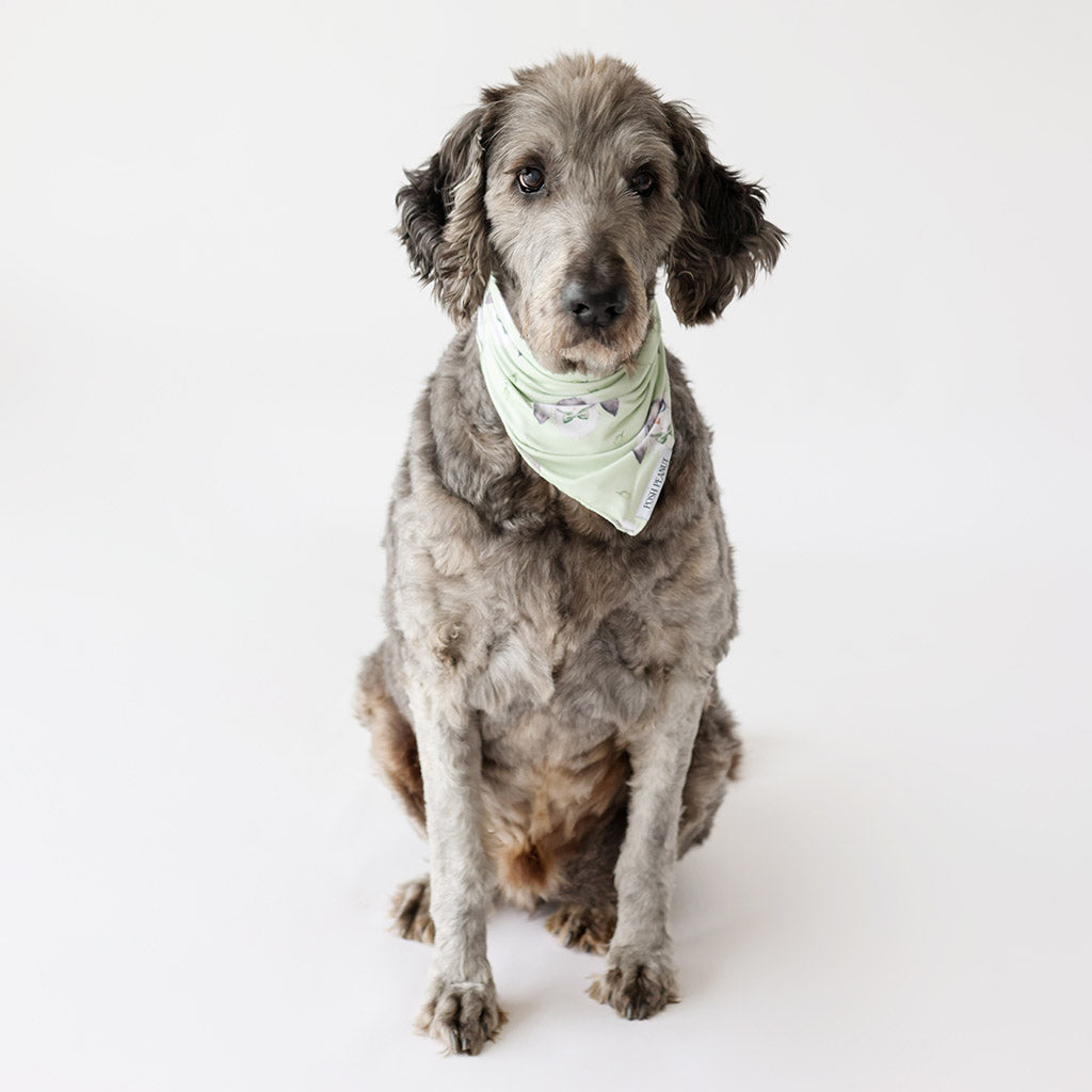 Benny Dog Bandana
